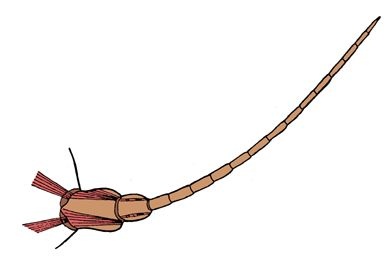 Mikropräparat - Blatta, Küchenschabe, borstenförmiger Fühler