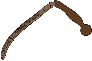 Mikropräparat - Apis mellifica, Honigbiene, Fühler