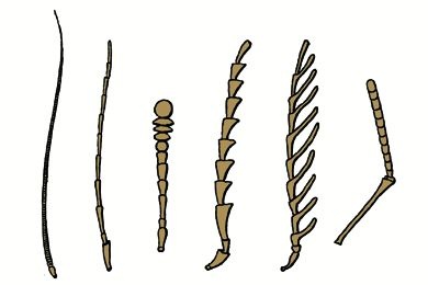 Mikropräparat - Fühler-Typen von Insekten, fünf Arten in einem Präparat