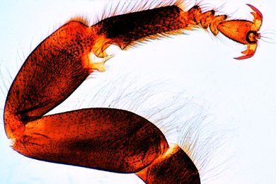 Mikropräparat - Apis mellifica, Honigbiene, Putzbein mit Putzscharte Mikropräparat - Apis mellifica, Honigbiene, Putzbein mit Putzscharte