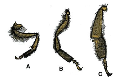 Mikropräparat - Apis mellifica, Vorder-, Mittel- und Hinterbein der Arbeiterin Mikropräparat - Apis mellifica, Vorder-, Mittel- und Hinterbein der Arbeiterin