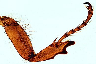 Mikropräparat - Melolontha, Maikäfer (oder anderer Blatthornkäfer) Grabbein Mikropräparat - Melolontha, Maikäfer (oder anderer Blatthornkäfer) Grabbein