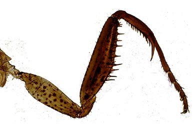 Mikropräparat - Mantis religiosa, Gottesanbeterin, Fangbein der Larve * Mikropräparat - Mantis religiosa, Gottesanbeterin, Fangbein der Larve *