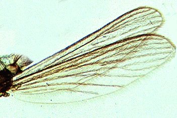 Mikropräparat - Culex pipiens, Stechmücke, Flügel