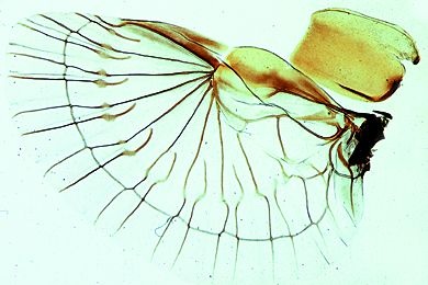 Mikropräparat - Forficula, Ohrwurm, Deck- und Hautflügel, total