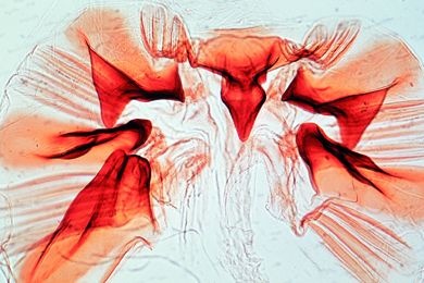 Mikropräparat - Periplaneta, Schabe, Kaumagen geöffnet, total. Chitinzähnchen