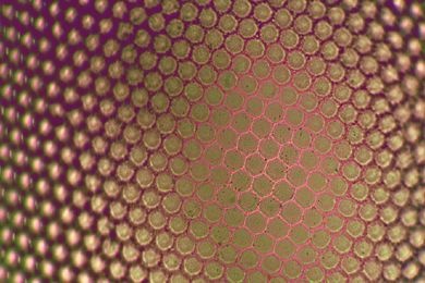 Mikropräparat - Cornea vom Facettenauge der Honigbiene (behaart), isoliert