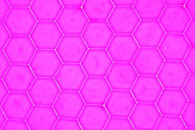 Mikropräparat - Cornea vom Facettenauge der Fliege (unbehaart), isoliert