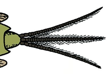 Mikropräparat - Tracheenkiemen der Larve einer Eintagsfliege, total