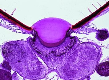 Mikropräparat - Apis mellifica, Honigbiene, Punktaugen (Ocellen)