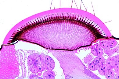 Mikropräparat - Apis mellifica, Königin, Kopf und Augen, quer *