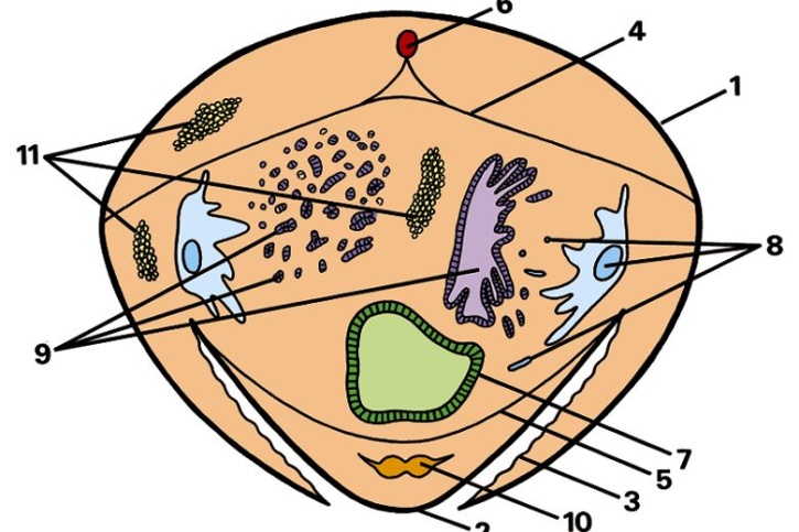 Mikropräparat - Apis mellifica, Arbeiterin, Abdomen quer