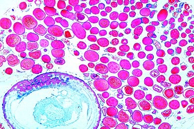 Mikropräparat - Apis mellifica, Königin, Abdomen mit Ovarien, quer Mikropräparat - Apis mellifica, Königin, Abdomen mit Ovarien, quer