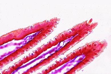 Mikropräparat - Sensillen im Fühler eines Insekts, quer