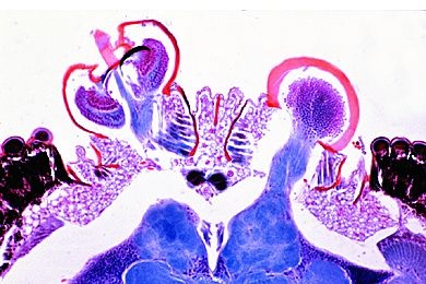 Mikropräparat - Johnstonsches Organ, längs. Schall-und Vibrationsrezeptor *