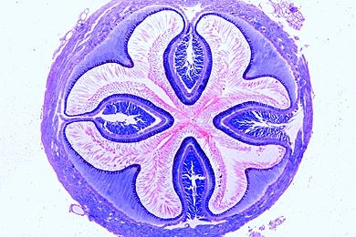 Mikropräparat - Carabus, Laufkäfer, Kaumagen quer