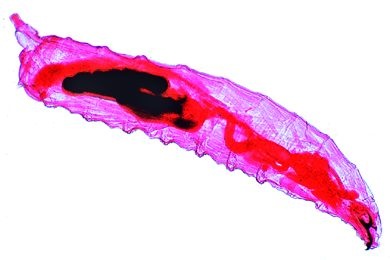 Mikropräparat - Drosophila, Larve total