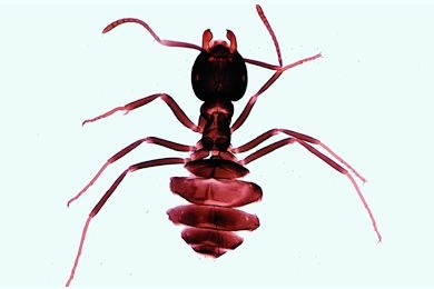 Mikropräparat - Lasius spec., Ameise, Arbeiter total