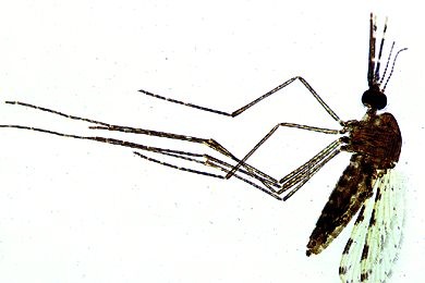 Mikropräparat - Anopheles, Weibchen total