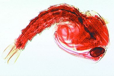 Mikropräparat - Anopheles, Puppe total