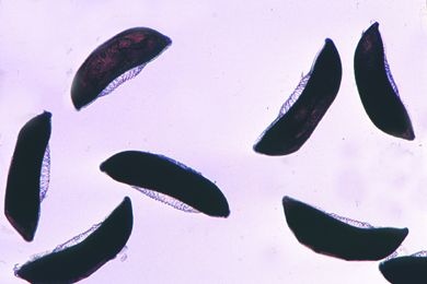 Mikropräparat - Anopheles, Eier total