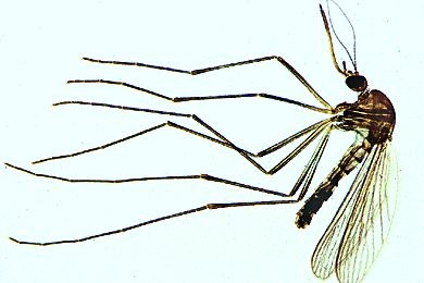 Mikropräparat - Culex pipiens, Weibchen total