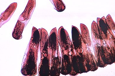 Mikropräparat - Culex pipiens, Eier total