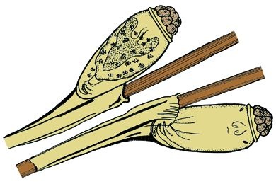 Mikropräparat - Pediculus humanus corporis, Eier total