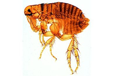 Mikropräparat - Ctenocephalus canis, Hundefloh, Männchen total
