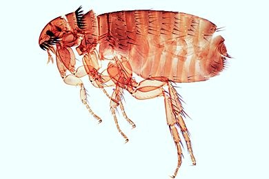 Mikropräparat - Ctenocephalus canis, Hundefloh, Weibchen total