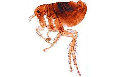 Mikropräparat - Pulex irritans, Menschenfloh, Männchen total *