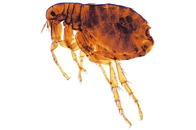 Mikropräparat - Pulex irritans, Menschenfloh, Weibchen total *