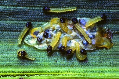 Mikropräparat - Lepidoptera, Schmetterling, junge Raupe total
