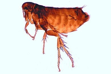 Mikropräparat - Ceratophyllus gallinulae, Hühnerfloh total