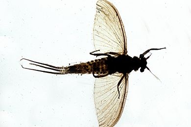 Mikropräparat - Caenis, Eintagsfliege, Subimago total