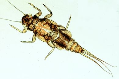 Mikropräparat - Caenis, Eintagsfliege, Larve oder Larvenexuvie total