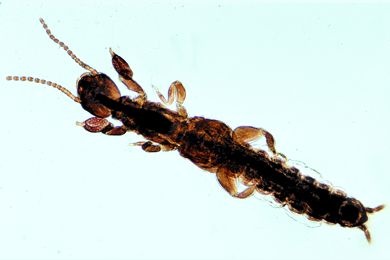 Mikropräparat - Embia, Spinnfüßler, Imago total *