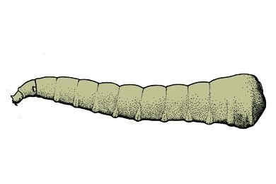 Mikropräparat - Musca domestica, Stubenfliege, Larve total