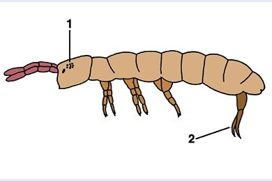 Mikropräparat - Podura, Springschwänze, total