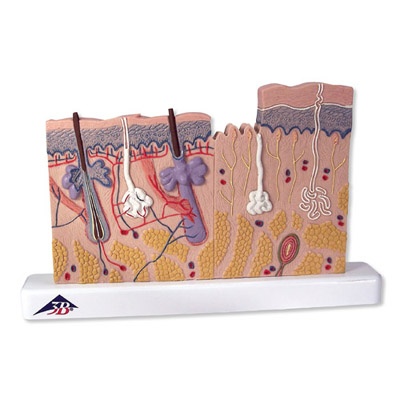 Hautschnitt, 40-fache Größe