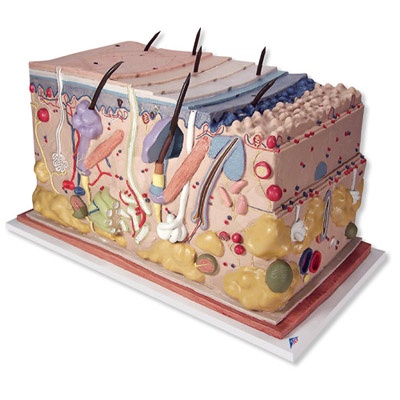 Haut, Blockmodell, 70-fache Größe