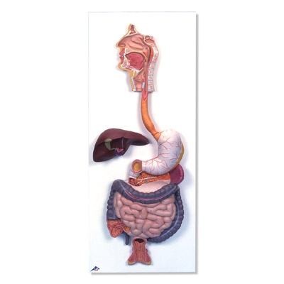 Verdauungsapparat, 2-teilig