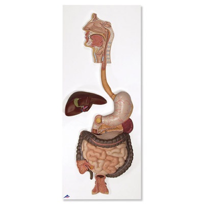 Verdauungsapparat, 3-teilig