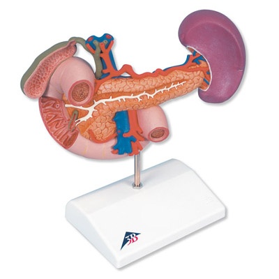 Hintere Oberbauchorgane