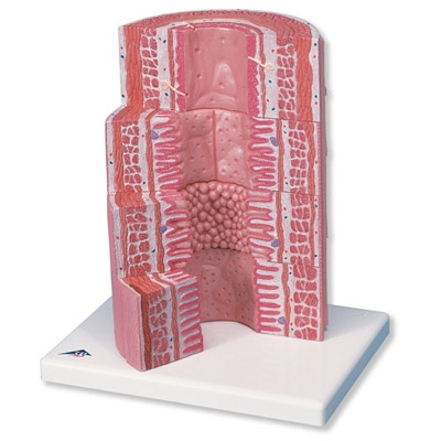 3B MICROanatomy™ Verdauungstrakt - 20-fache Vergrößerung