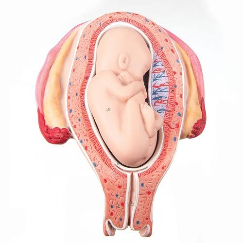 Fetus, 5. Monat, Steißlage