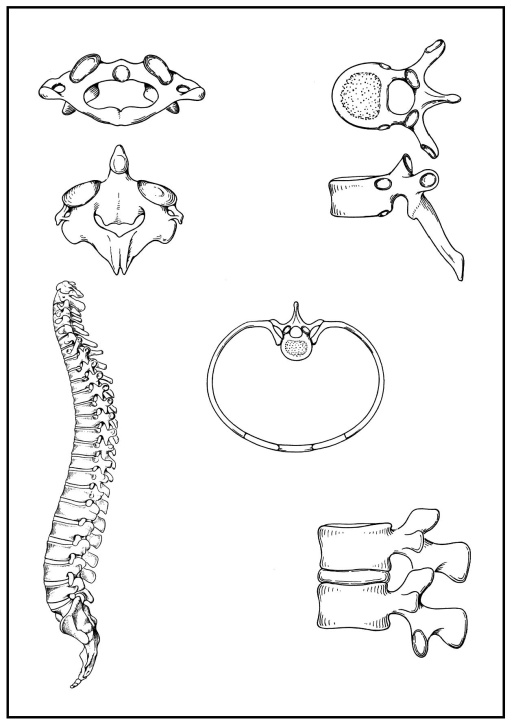 Skizzenblätter Biologie des Menschen, Teil I Bewegung, Lehrerexemplar Skizzenblätter Biologie des Menschen, Teil I Bewegung, Lehrerexemplar