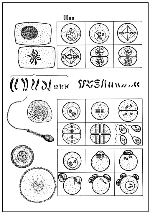 Skizzenblätter Biologie des Menschen, Teil IV Genetik, Lehrerexemplar Skizzenblätter Biologie des Menschen, Teil IV Genetik, Lehrerexemplar
