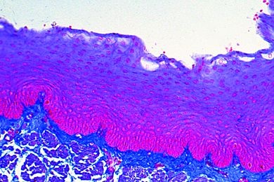 Mikropräparat - Mehrschichtiges, nicht verhorntes Plattenepithel im Schnitt durch den Ösophagus vom Kaninchen