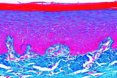 Mikropräparat - Plattenepithel, Mundhöhle, quer